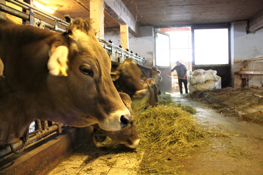 Das in der Alpenregion beliebte Braunvieh ist trittsicher und robust. Eine ausgewachsene Kuh produziert ungefähr 20 Liter Milch pro Tag. Die Sommermonate verbringen die Kühe auf saftigen Bergwiesen auf der Alm, im Winter werden sie mit Heu gefüttert. Foto: Jana Wilken