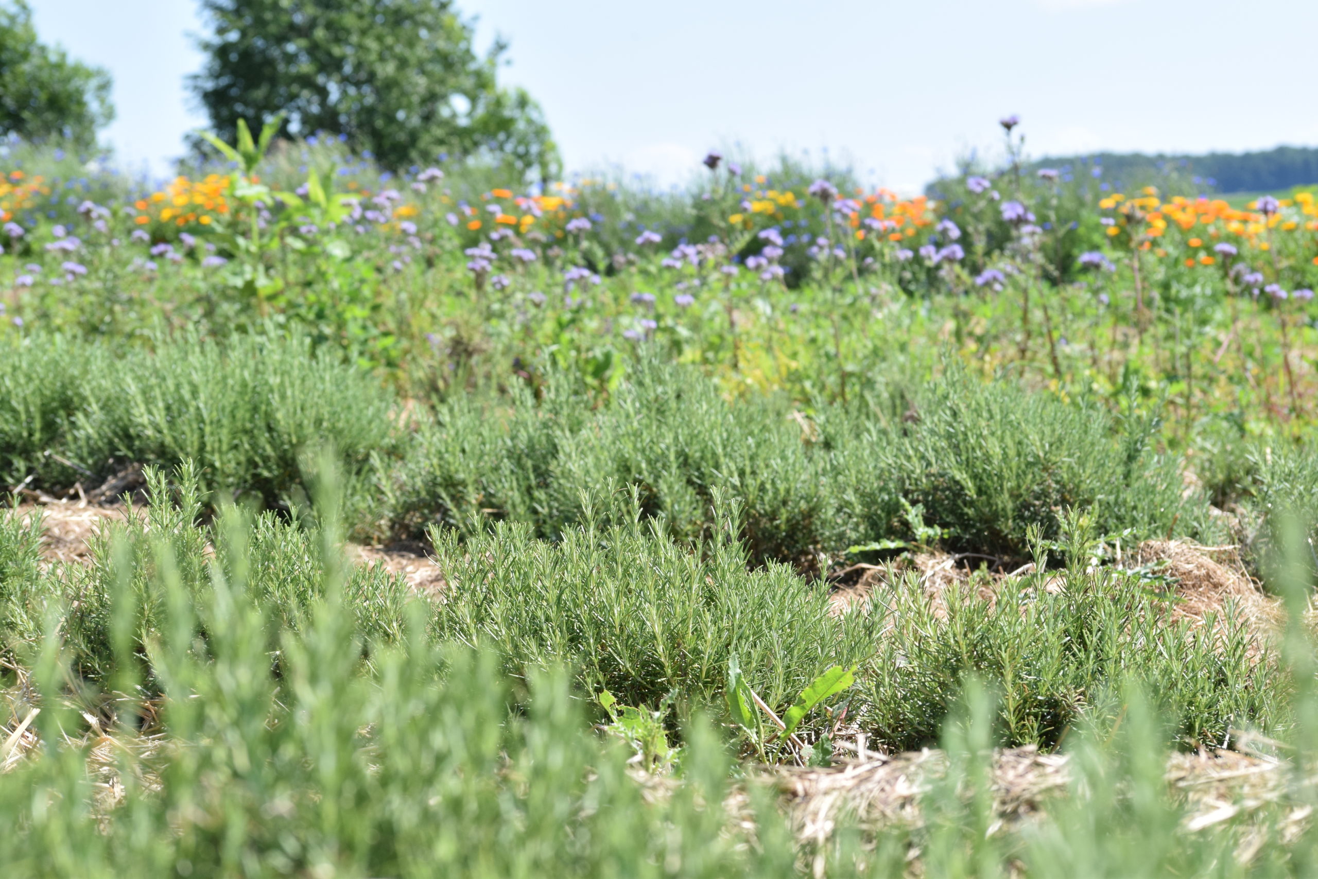 Bioland-Gärtnerei Rote Rübe - Schwarzer Rettich